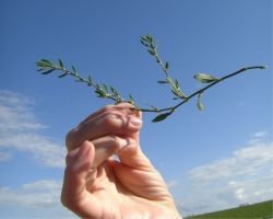 Hand mit Pflanze Hand mit Pflanze
